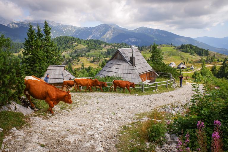 f6f658b39f81ba57cd86-velika-planina